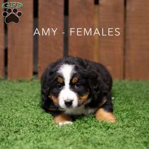Amy, Bernese Mountain Dog Puppy